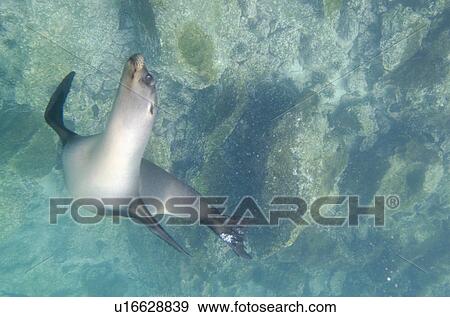 Stock Photo - Galapagos sea lion (Zalophus californianus wollebacki) swimming underwater, San Cristobal Island, Galapagos Islands, Ecuador. Fotosearch