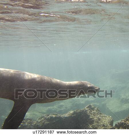 Stock Photo - Galapagos sea lion (Zalophus californianus wollebacki) swimming underwater, Bartolome Island, Galapagos Islands, Ecuador. Fotosearch