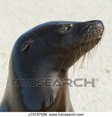 Stock Photo - Galapagos sea lion (Zalophus californianus wollebacki), Genovesa Island, Galapagos Islands, Ecuador. Fotosearch