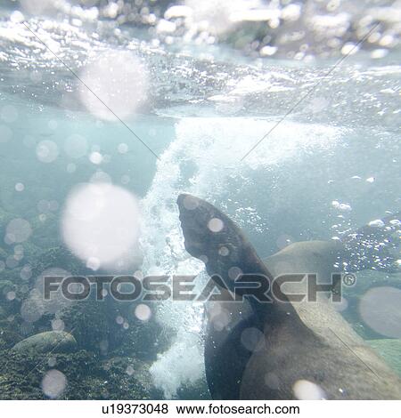 Stock Photo - Galapagos sea lion (Zalophus californianus wollebacki) swimming underwater, San Cristobal Island, Galapagos Islands, Ecuador. Fotosearch