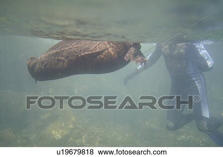 Galapagos sea lion (Zalophus californianus wollebacki) and scuba diver underwater, Darwin Bay, Genovesa Island, Galapagos Islands, Ecuador View Large Photo Image Stock Photo - Galapagos sea lion (Zalophus californianus wollebacki) and scuba diver underwater, Darwin Bay, Genovesa Island, Galapagos Islands, Ecuador. Fotosearch