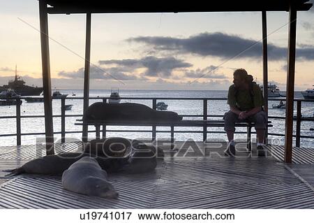 Stock Photo - Galapagos sea lion (Zalophus californianus wollebacki) resting on a boat, Puerto Baquerizo Moreno, San Cristobal Island, Galapagos Islands, Ecuador. Fotosearch