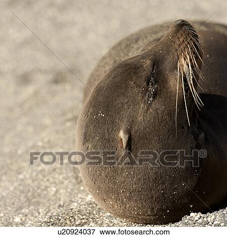 Galapagos sea lion (Zalophus californianus wollebacki), Punta Espinoza, Fernandina Island, Galapagos Islands, Ecuador View Large Photo Image Stock Photo - Galapagos sea lion (Zalophus californianus wollebacki), Punta Espinoza, Fernandina Island, Galapagos Islands, Ecuador. Fotosearch