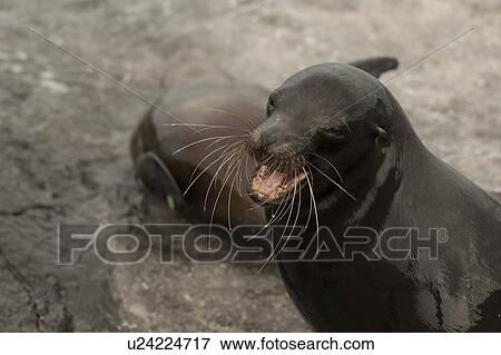 Galapagos sea lion (Zalophus californianus wollebacki) on the beach, Punta Espinoza, Fernandina Island, Ecuador View Large Photo Image Stock Photo - Galapagos sea lion (Zalophus californianus wollebacki) on the beach, Punta Espinoza, Fernandina Island, Ecuador. Fotosearch