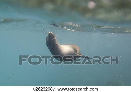 Galapagos sea lion (Zalophus californianus wollebacki) swimming underwater, San Cristobal Island, Galapagos Islands, Ecuador View Large Photo Image Stock Photo - Galapagos sea lion (Zalophus californianus wollebacki) swimming underwater, San Cristobal Island, Galapagos Islands, Ecuador. Fotosearch