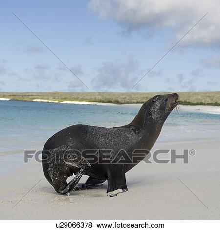 Stock Photo - Galapagos sea lion (Zalophus californianus wollebacki), Gardner Bay, Espanola Island, Galapagos Islands, Ecuador. Fotosearch