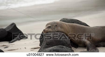 Galapagos sea lion (Zalophus californianus wollebacki) with volcanic rocks, Playa Ochoa, San Cristobal Island, Galapagos Islands, Ecuador View Large Photo Image Stock Photo - Galapagos sea lion (Zalophus californianus wollebacki) with volcanic rocks, Playa Ochoa, San Cristobal Island, Galapagos Islands, Ecuador. Fotosearch