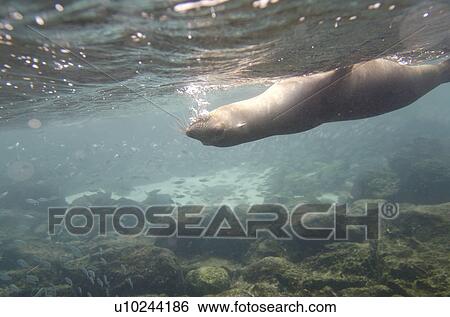 Galapagos sea lion (Zalophus californianus wollebacki) swimming underwater, San Cristobal Island, Galapagos Islands, Ecuador View Large Photo Image Stock Photograph - Galapagos sea lion (Zalophus californianus wollebacki) swimming underwater, San Cristobal Island, Galapagos Islands, Ecuador. Fotosearch