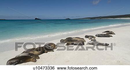 Stock Photograph - Galapagos sea lion (Zalophus californianus wollebacki) basking on the beach, Gardner Bay, Espanola Island, Galapagos Islands, Ecuador. Fotosearch