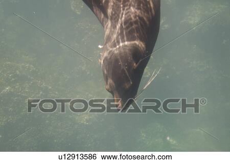 Galapagos sea lion (Zalophus californianus wollebacki) swimming underwater, Darwin Bay, Genovesa Island, Galapagos Islands, Ecuador View Large Photo Image Stock Photograph - Galapagos sea lion (Zalophus californianus wollebacki) swimming underwater, Darwin Bay, Genovesa Island, Galapagos Islands, Ecuador. Fotosearch