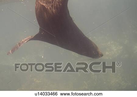 Galapagos sea lion (Zalophus californianus wollebacki) swimming underwater, Darwin Bay, Genovesa Island, Galapagos Islands, Ecuador View Large Photo Image Stock Photograph - Galapagos sea lion (Zalophus californianus wollebacki) swimming underwater, Darwin Bay, Genovesa Island, Galapagos Islands, Ecuador. Fotosearch