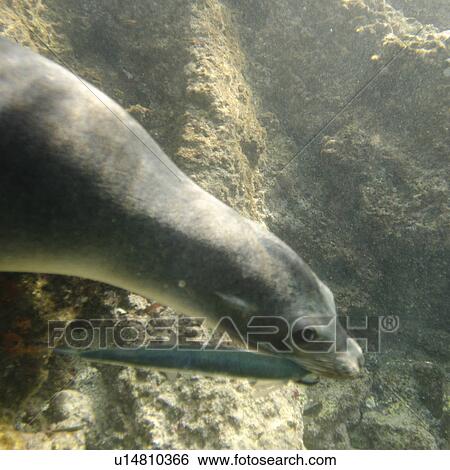 Stock Photograph - Galapagos sea lion (Zalophus californianus wollebacki) caught a fish in its mouth, Bartolome Island, Galapagos Islands, Ecuador. Fotosearch
