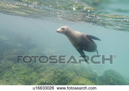 Galapagos sea lion (Zalophus californianus wollebacki) swimming underwater, San Cristobal Island, Galapagos Islands, Ecuador View Large Photo Image Stock Photograph - Galapagos sea lion (Zalophus californianus wollebacki) swimming underwater, San Cristobal Island, Galapagos Islands, Ecuador. Fotosearch