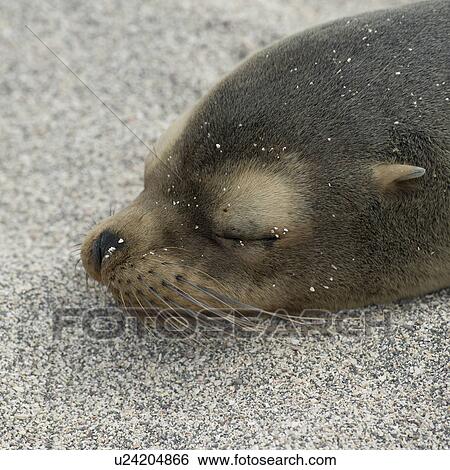 Stock Photograph - Galapagos sea lion (Zalophus californianus wollebacki) sleeping, North Seymour Island, Galapagos Islands, Ecuador. Fotosearch