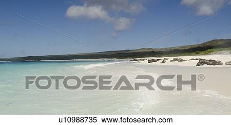 Stock Photography - Galapagos sea lion (Zalophus californianus wollebacki) resting on the beach, Gardner Bay, Espanola Island, Galapagos Islands, Ecuador. Fotosearch