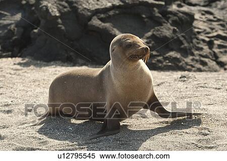 Stock Photography - Galapagos sea lion (Zalophus californianus wollebacki), Punta Espinoza, Fernandina Island, Galapagos Islands, Ecuador. Fotosearch