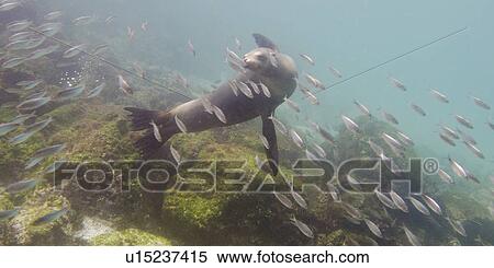 Stock Photography - Galapagos sea lion (Zalophus californianus wollebacki) with fish swimming underwater, San Cristobal Island, Galapagos Islands, Ecuador. Fotosearch