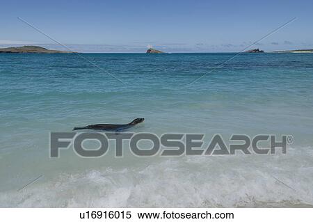 Stock Photography - Galapagos sea lion (Zalophus californianus wollebacki) swimming in the ocean, Gardner Bay, Espanola Island, Galapagos Islands, Ecuador. Fotosearch