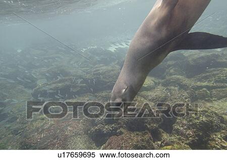 Stock Photography - Galapagos sea lion (Zalophus californianus wollebacki) swimming underwater, San Cristobal Island, Galapagos Islands, Ecuador. Fotosearch