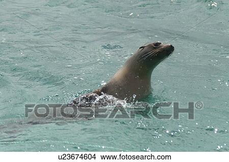 Galapagos sea lions (Zalophus californianus wollebacki), San Cristobal Island, Galapagos Islands, Ecuador View Large Photo Image Picture - Galapagos sea lions (Zalophus californianus wollebacki), San Cristobal Island, Galapagos Islands, Ecuador. Fotosearch