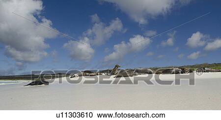 Stock Image - Galapagos sea lions (Zalophus californianus wollebacki) resting on the beach, Gardner Bay, Espanola Island, Galapagos Islands, Ecuador. Fotosearch