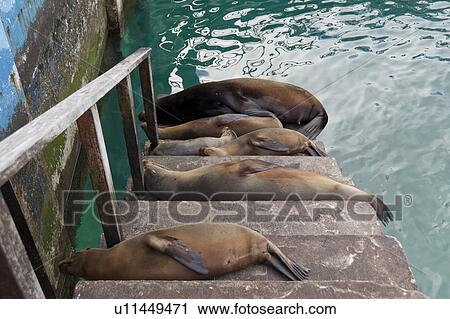 Galapagos sea lions (Zalophus californianus wollebacki) lying on steps, Puerto Baquerizo Moreno, San Cristobal Island, Galapagos Islands, Ecuador View Large Photo Image Stock Image - Galapagos sea lions (Zalophus californianus wollebacki) lying on steps, Puerto Baquerizo Moreno, San Cristobal Island, Galapagos Islands, Ecuador. Fotosearch
