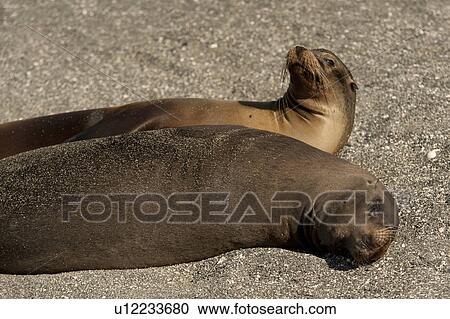Galapagos sea lions (Zalophus californianus wollebacki), Punta Espinoza, Fernandina Island, Galapagos Islands, Ecuador View Large Photo Image Stock Image - Galapagos sea lions (Zalophus californianus wollebacki), Punta Espinoza, Fernandina Island, Galapagos Islands, Ecuador. Fotosearch
