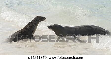 Galapagos sea lions (Zalophus californianus wollebacki) in the ocean, Gardner Bay, Espanola Island, Galapagos Islands, Ecuador View Large Photo Image Stock Image - Galapagos sea lions (Zalophus californianus wollebacki) in the ocean, Gardner Bay, Espanola Island, Galapagos Islands, Ecuador. Fotosearch