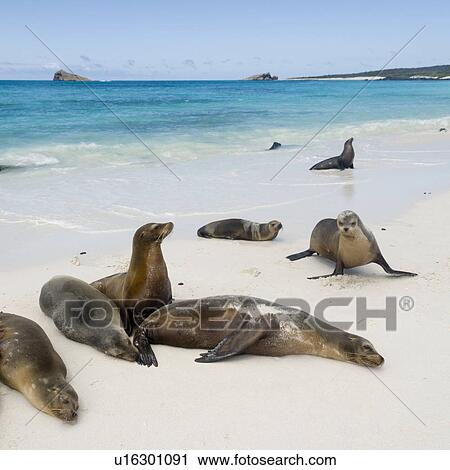 Galapagos sea lions (Zalophus californianus wollebacki), Gardner Bay, Espanola Island, Galapagos Islands, Ecuador View Large Photo Image Stock Image - Galapagos sea lions (Zalophus californianus wollebacki), Gardner Bay, Espanola Island, Galapagos Islands, Ecuador. Fotosearch