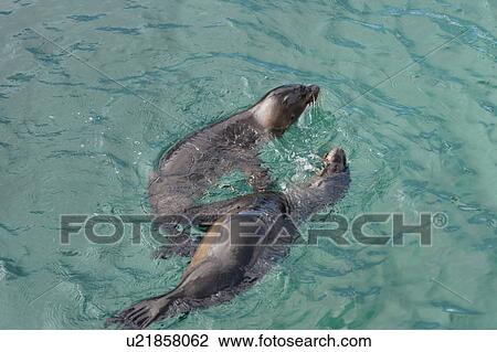 Stock Image - Galapagos sea lions (Zalophus californianus wollebacki), Puerto Baquerizo Moreno, San Cristobal Island, Galapagos Islands, Ecuador. Fotosearch