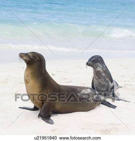 Stock Image - Galapagos sea lions (Zalophus californianus wollebacki), Gardner Bay, Espanola Island, Galapagos Islands, Ecuador. Fotosearch