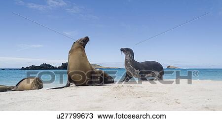 Stock Image - Galapagos sea lions (Zalophus californianus wollebacki) on the beach, Gardner Bay, Espanola Island, Galapagos Islands, Ecuador. Fotosearch