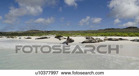 Galapagos sea lions (Zalophus californianus wollebacki) resting on the beach, Gardner Bay, Espanola Island, Galapagos Islands, Ecuador View Large Photo Image Stock Photo - Galapagos sea lions (Zalophus californianus wollebacki) resting on the beach, Gardner Bay, Espanola Island, Galapagos Islands, Ecuador. Fotosearch