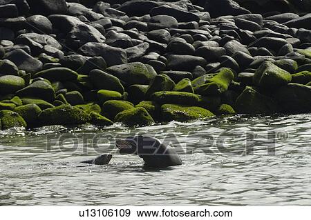 Stock Photo - Galapagos sea lions (Zalophus californianus wollebacki), Punta Suarez, Espanola Island, Galapagos Islands, Ecuador. Fotosearch