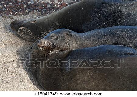 Stock Photo - Galapagos sea lions (Zalophus californianus wollebacki), Puerto Baquerizo Moreno, San Cristobal Island, Galapagos Islands, Ecuador. Fotosearch