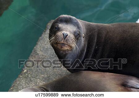 Stock Photo - Galapagos sea lions (Zalophus californianus wollebacki), Puerto Baquerizo Moreno, San Cristobal Island, Galapagos Islands, Ecuador. Fotosearch
