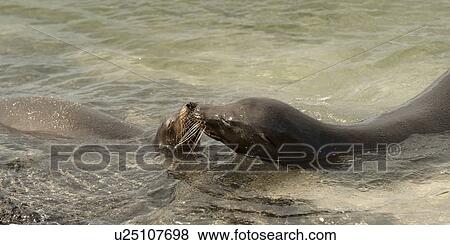 Stock Photo - Galapagos sea lions (Zalophus californianus wollebacki), Punta Espinoza, Fernandina Island, Galapagos Islands, Ecuador. Fotosearch