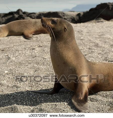 Galapagos sea lions (Zalophus californianus wollebacki), Punta Espinoza, Fernandina Island, Galapagos Islands, Ecuador View Large Photo Image Stock Photo - Galapagos sea lions (Zalophus californianus wollebacki), Punta Espinoza, Fernandina Island, Galapagos Islands, Ecuador. Fotosearch