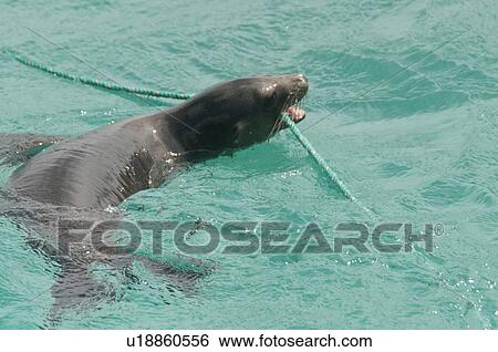 Stock Photograph - Galapagos sea lions (Zalophus californianus wollebacki), San Cristobal Island, Galapagos Islands, Ecuador. Fotosearch