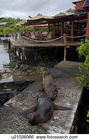 Stock Photograph - Galapagos sea lions (Zalophus californianus wollebacki), Santa Cruz Island, Galapagos Islands, Ecuador. Fotosearch