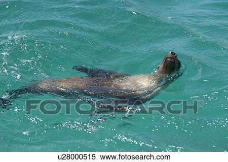 Stock Photography - Galapagos sea lions (Zalophus californianus wollebacki), San Cristobal Island, Galapagos Islands, Ecuador. Fotosearch