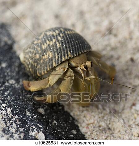 Stock Image - Galapagos snail, Punta Suarez, Espanola Island, Galapagos Islands, Ecuador. Fotosearch