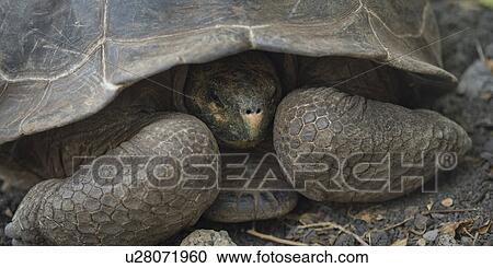 Stock Image - Giant tortoise, Charles Darwin Research Station, Santa Cruz Island, Galapagos Islands, Ecuador. Fotosearch