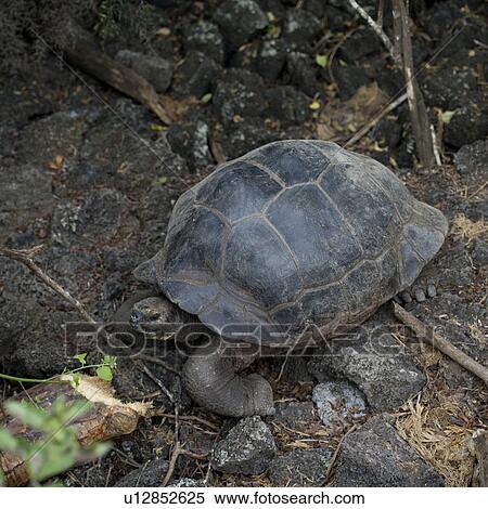 Stock Photography - Giant tortoise, Charles Darwin Research Station, Santa Cruz Island, Galapagos Islands, Ecuador. Fotosearch