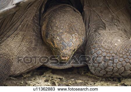 Giant tortoise in a forest, Charles Darwin Research Station, Puerto Ayora, Santa Cruz Island, Galapagos Islands, Ecuador View Large Photo Image Stock Image - Giant tortoise in a forest, Charles Darwin Research Station, Puerto Ayora, Santa Cruz Island, Galapagos Islands, Ecuador. Fotosearch