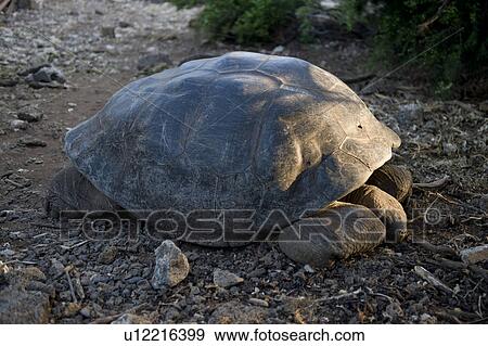 Giant tortoise in a forest, Charles Darwin Research Station, Puerto Ayora, Santa Cruz Island, Galapagos Islands, Ecuador View Large Photo Image Stock Photo - Giant tortoise in a forest, Charles Darwin Research Station, Puerto Ayora, Santa Cruz Island, Galapagos Islands, Ecuador. Fotosearch