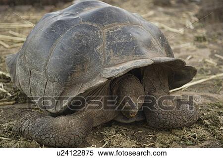 Stock Photography - Giant tortoise in a forest, Charles Darwin Research Station, Puerto Ayora, Santa Cruz Island, Galapagos Islands, Ecuador. Fotosearch