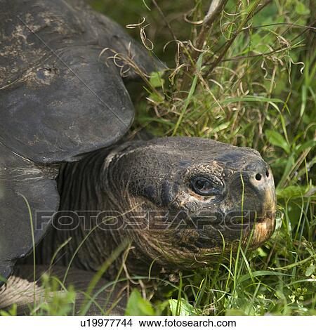Giant tortoise, Santa Cruz Island, Galapagos Islands, Ecuador View Large Photo Image Picture - Giant tortoise, Santa Cruz Island, Galapagos Islands, Ecuador. Fotosearch
