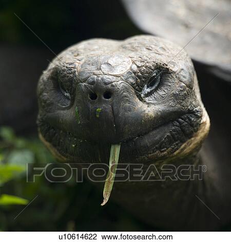 Stock Image - Giant tortoise, Santa Cruz Island, Galapagos Islands, Ecuador. Fotosearch