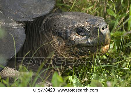 Stock Image - Giant tortoise, Santa Cruz Island, Galapagos Islands, Ecuador. Fotosearch